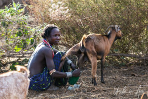Arbore woman milking a goat, Omo Valley Ethiopia