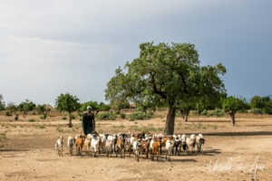Young Arbore Man with herd of goats, Omo Valley Ethiopia