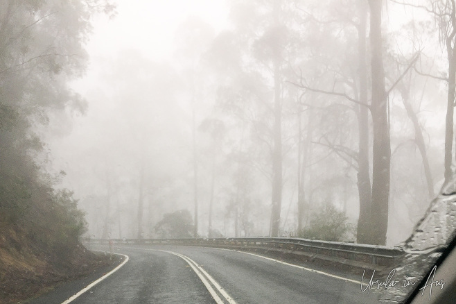 Misty trees on the road up Brown Mountain, NSW Australia