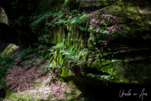 Moss and ferns on sandstone rock, Hocking Hills State Park, Ohio