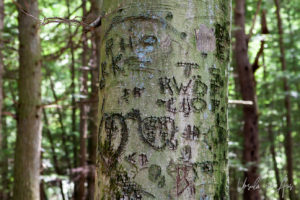 An American beech tree with Initials and hearts carved into it, Hocking Hills State Park, Ohio