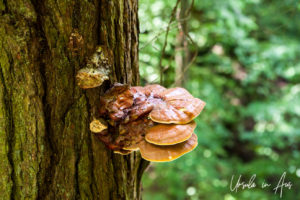 Orange fungus on a conifer trunk, Hocking Hills State Park, Ohio