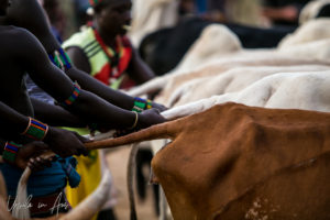 Closeup of Hamar people holding cattle for the cow jumping, Omo Valley Ethiopia