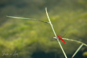 Red dragonfly, Wadi Bani Khalid, Oman