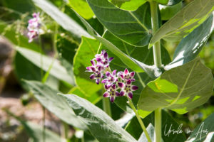 Giant Milkweed Flowers, Wadi Bani Khalid, Oman