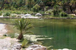 Small palm tree, Wadi Bani Khalid, Oman