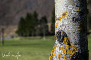 Birch tree trunk in front of a green field, Flåm, Norway
