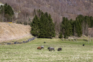 Sheep in a Field, Flåm, Norway