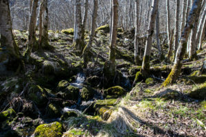 Birch trees on mossy ground, Brekkefossen Waterfall Track, Flåm, Norway