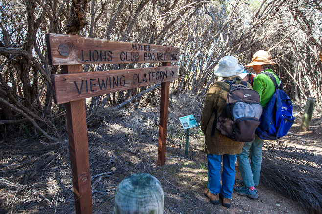 Walkers reading the signs, entry to Mundooi Walk, Tura Beach Australia