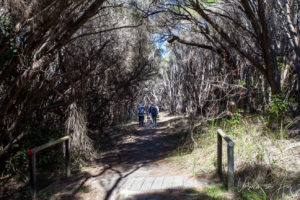 Walkers on a path through Myrtle Melaleuca armillaris, Short Point Beach, NSW Australia