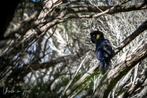 Yellow-tailed black cockatoo in myrtle, NSW Australia