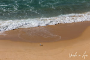 Gull on an empty expanse of Short Point Beach, NSW Australia