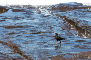 Sooty Oystercatcher on the rocky foreshore, Short Beach NSW Australia