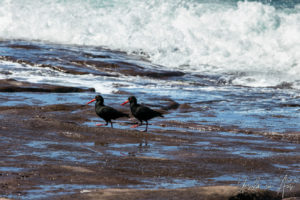 Sooty oystercatchers on the rocky foreshore, Short Beach NSW Australia