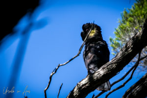 Yellow-tailed black cockatoo, NSW Australia