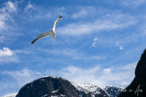Gull on the WingAurlandsfjord, Norway