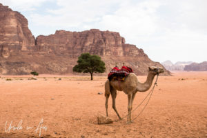 Camel in Wadi Rum Jordan