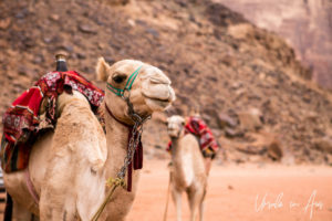 Camels in Wadi Rum Jordan