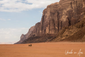 Camels in Wadi Rum Jordan