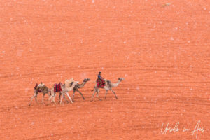 Camels in the Hail, Wadi Rum Jordan