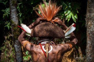 Portrait: Back of a Huli Wigman's head and back, Paiya Village, Papua New Guinea.