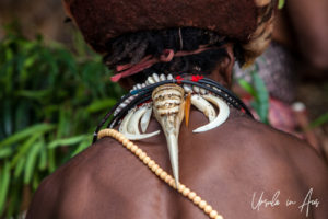 Detail: Huli Wigman's Back adornment, Paiya Village, Papua New Guinea.
