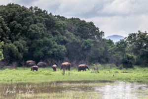 Wild Elephants, Sri Lanka