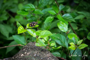 Insects in the foliage, Dambulla Cave Temple, Sri Lanka