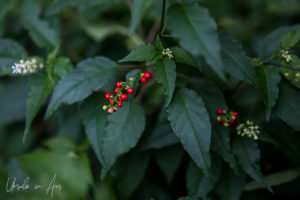 Berries in the foliage, Dambulla Cave Temple, Sri Lanka