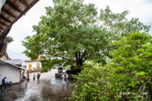 Bodhi tree in the rainy courtyard, Dambulla Cave Temple, Sri Lanka