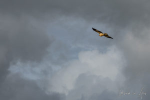 Whistling Kite in a cloudy sky, Fraser Island Queensland Australia