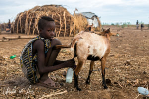 Daasanach boy milking a goat, Omo Valley Ethiopia