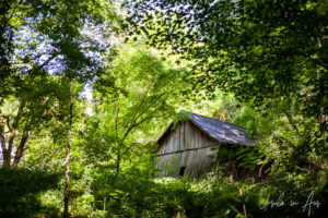 Wooden shack Factory Creek, Belvidere TN USA