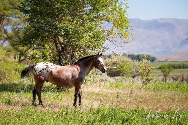 Appaloosa horse in the Antelope Valley, CA USA