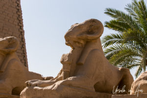 Criosphinx, Karnak Egypt