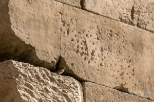 Sparrow in a wall of heavy bricks, Karnak Egypt