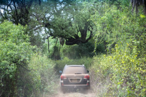 Dusty car driving into the jungle, Southern Nations, Nationalities, and Peoples' Region SNNPR, Ethiopia