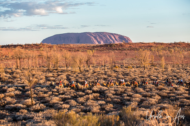 Camel train on the plateau in front of Uluru in afternoon light, NT Australia