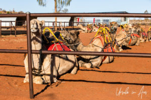 Saddled and harnessed camels in the corral, Uluru Camel Farm, Yaluru NT Australia