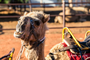 Camel Portrait, Uluru Camel Farm, Yaluru NT Australia