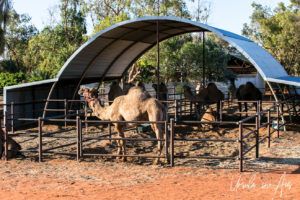 Dromedaries in the shade of a curved metal roof, Uluru Camel Farm, Yaluru NT Australia