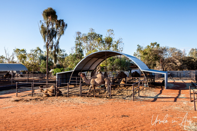 Dromedaries in the shade of a curved metal roof, Uluru Camel Farm, Yaluru NT Australia