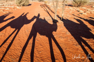 Silhouette of camels and riders, , Uluru Camel Farm, Yaluru NT Australia