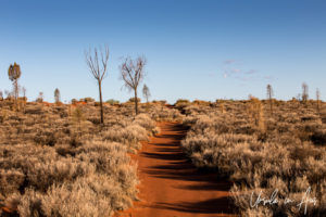 Red sandy path through spinifex grass, Yulara, NT Australia