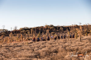 Camel Train on a semi-arid plain, Yulara, NT Australia