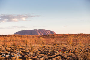 Camel train on the plateau in front of Uluru in afternoon light, NT Australia