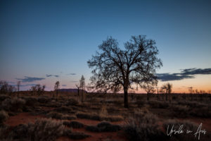 Desert oak silhouetted against a sunset-blue sky, Yulara, NT Australia