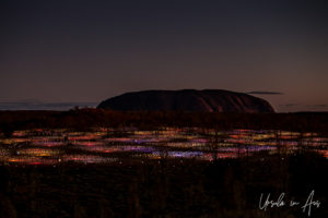 Uluru in a Field of Light, Yulara NT Australia