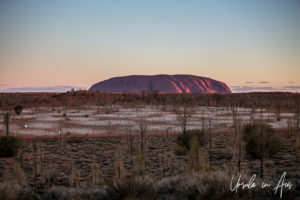 Uluru and an unlit Field of Light, Yulara NT Australia